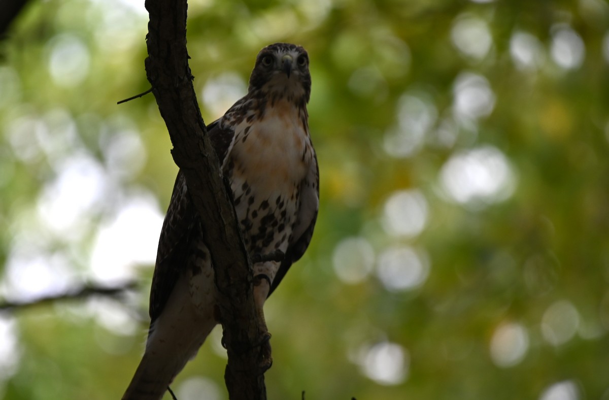 Red-tailed Hawk - ML624546897