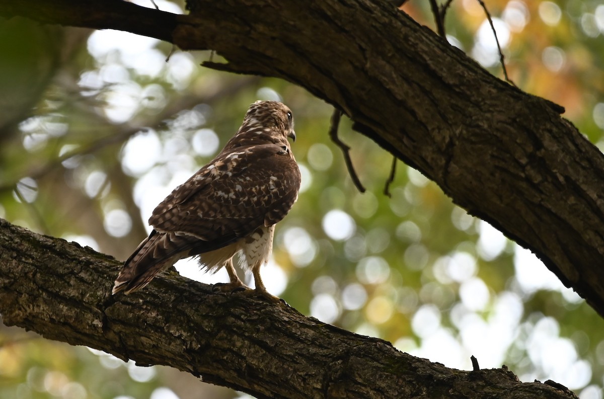 Red-tailed Hawk - ML624546900