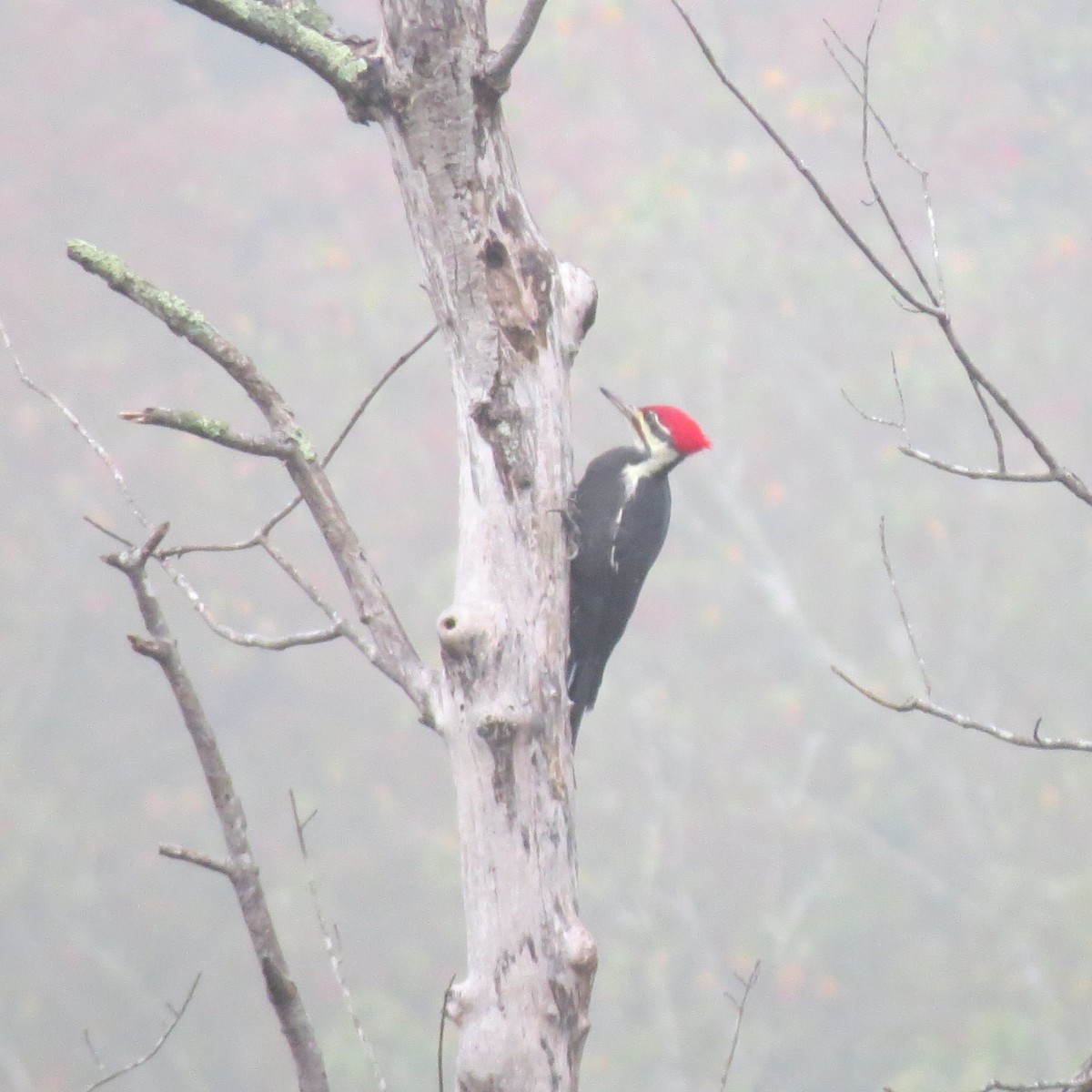 Pileated Woodpecker - Tom Eck