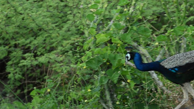 Indian Peafowl - ML624547079