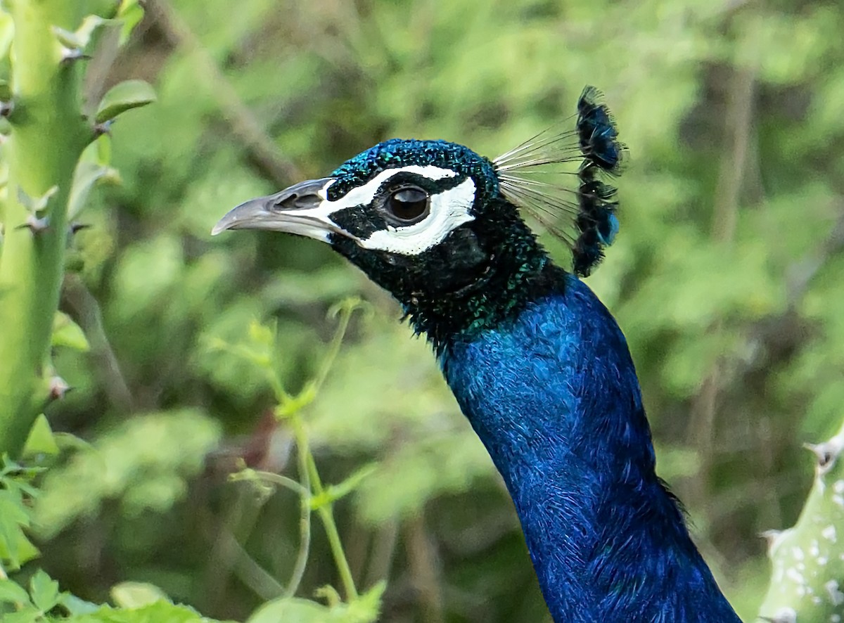 Indian Peafowl - ML624547083