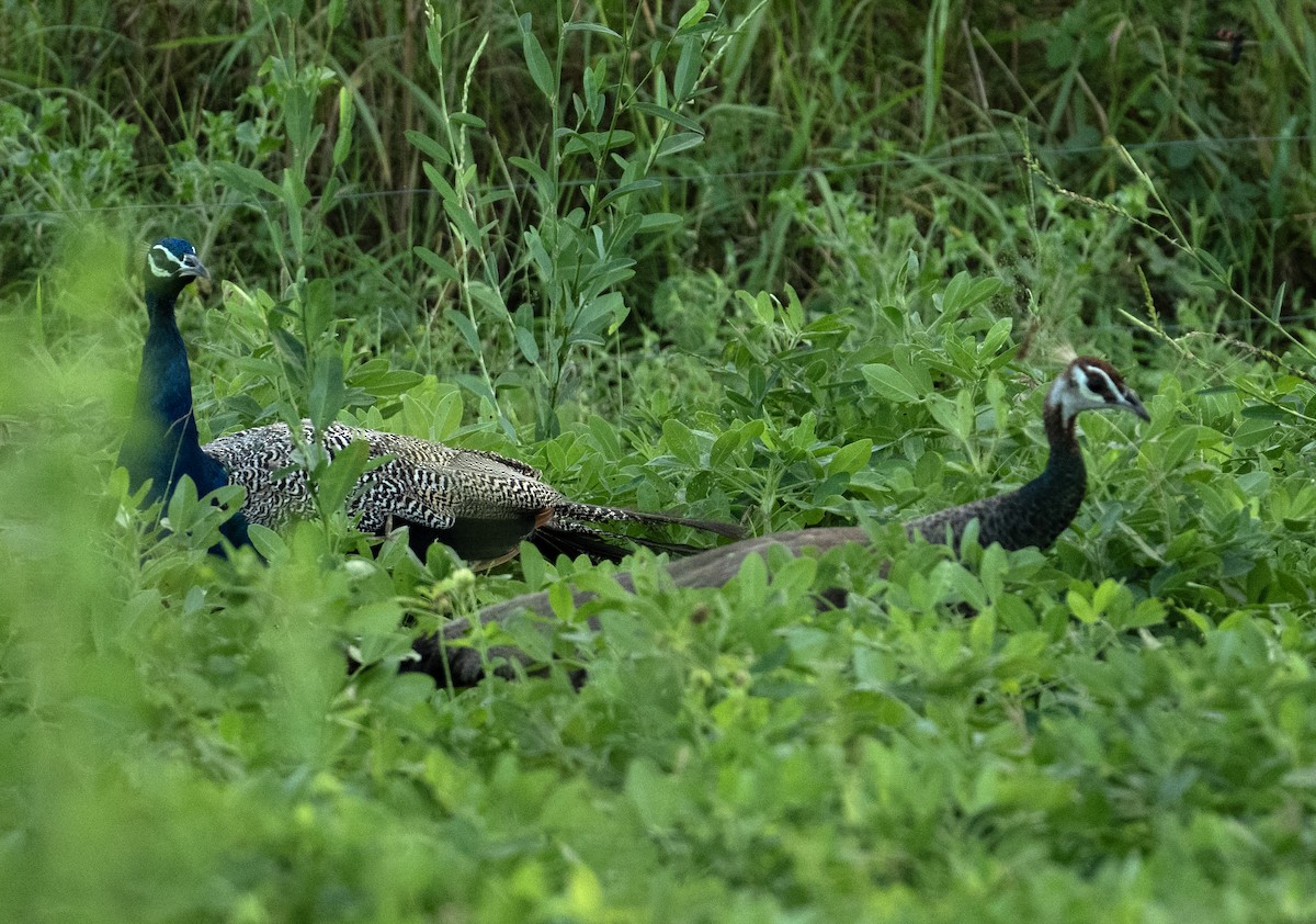 Indian Peafowl - ML624547085