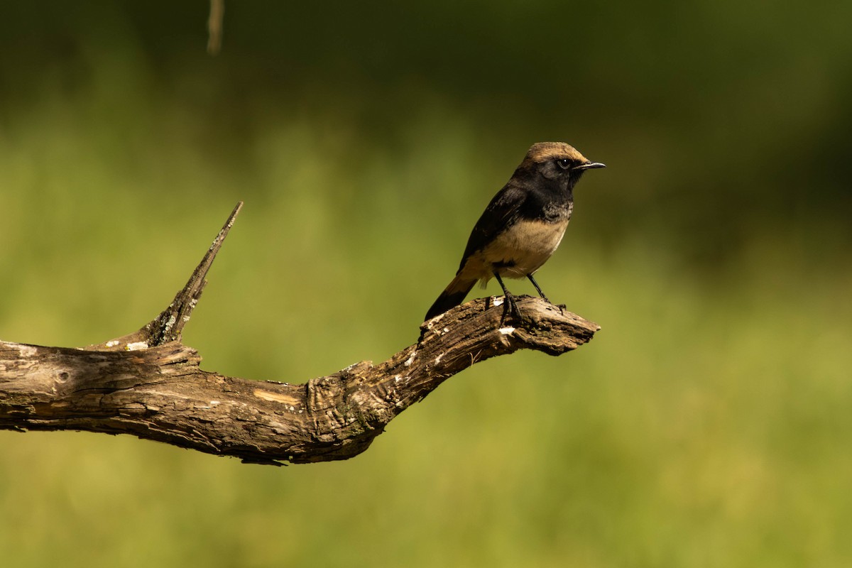 Abyssinian Wheatear - ML624547089