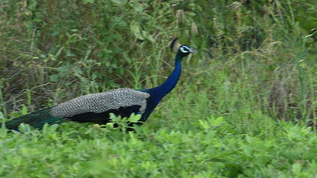 Indian Peafowl - ML624547097