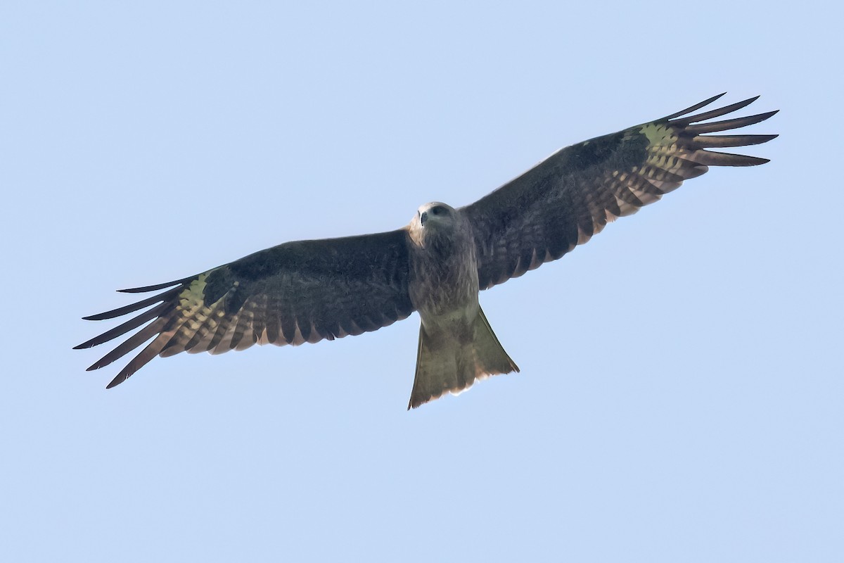 Black Kite (Black-eared) - ML624547315