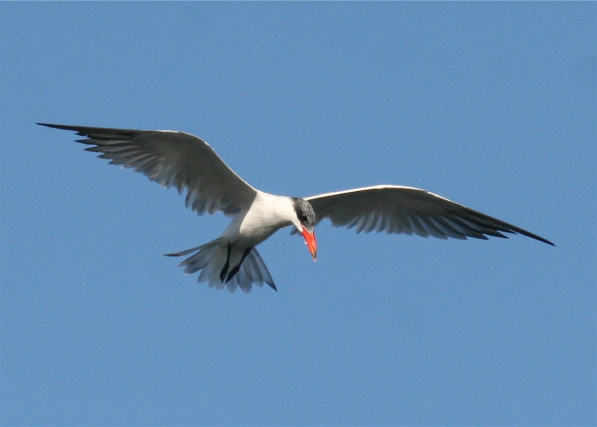 Caspian Tern - Linda Dalton