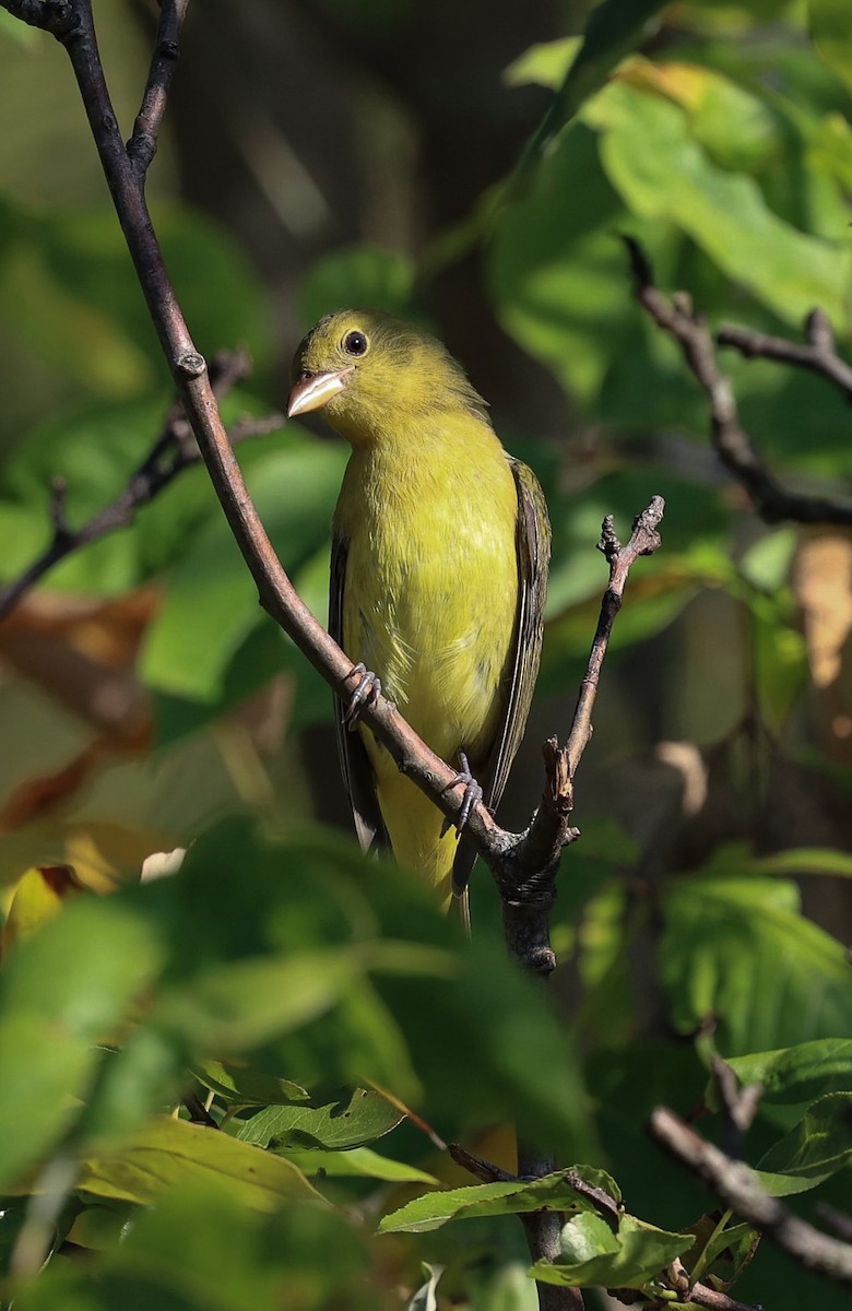 Scarlet Tanager - Barbara Hostetler