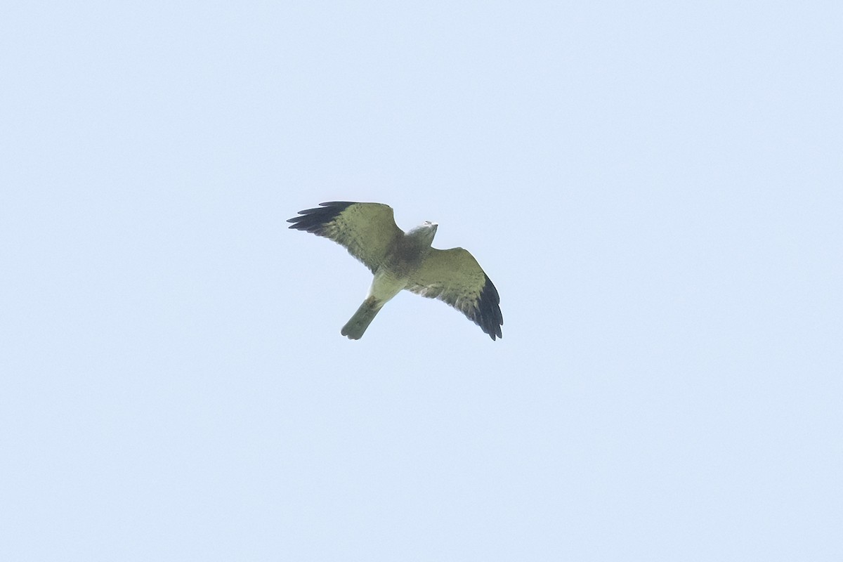 Chinese Sparrowhawk - Junpha Jartuporn