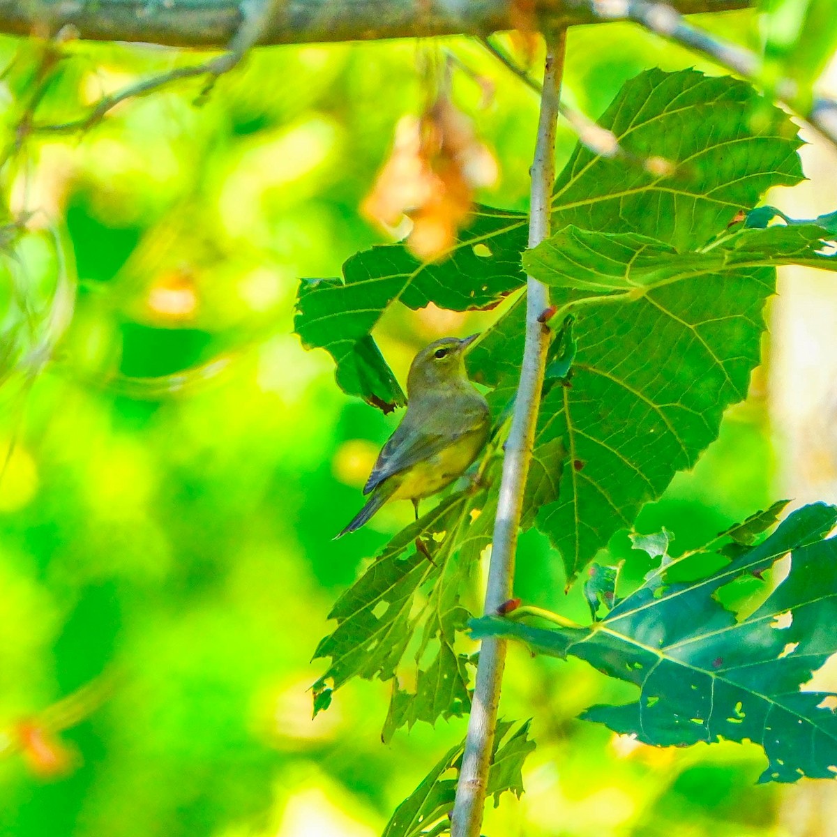 new world warbler sp. - ML624547419