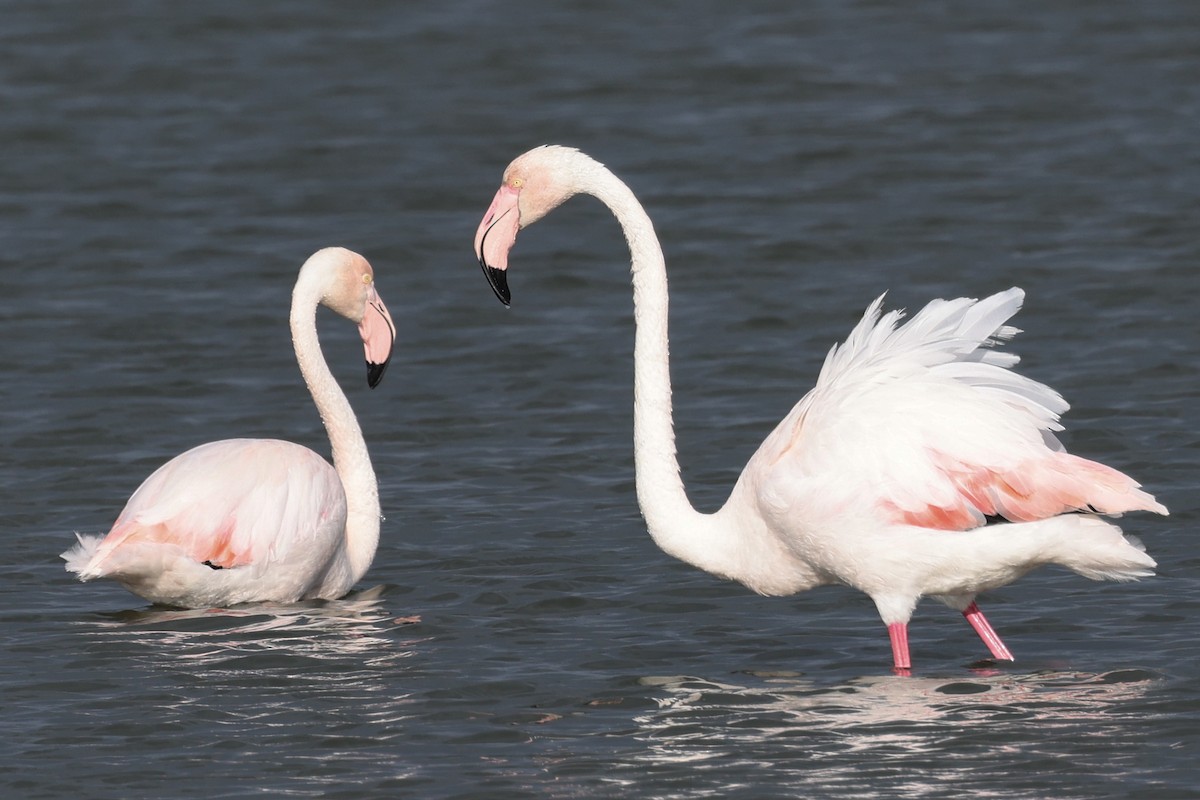 rosenflamingo - ML624547464