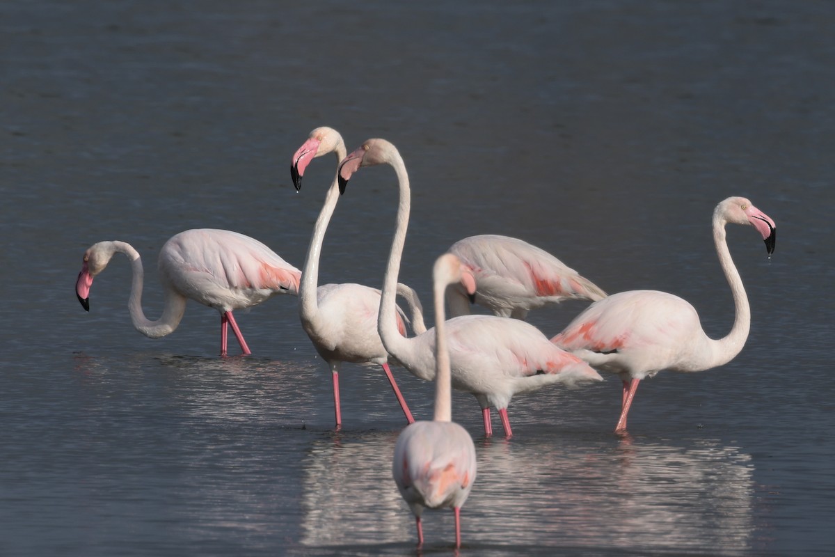 rosenflamingo - ML624547465