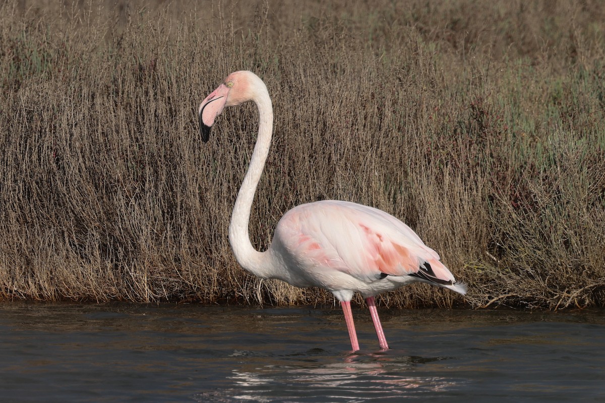 rosenflamingo - ML624547467