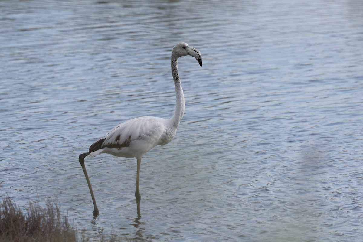 rosenflamingo - ML624547468