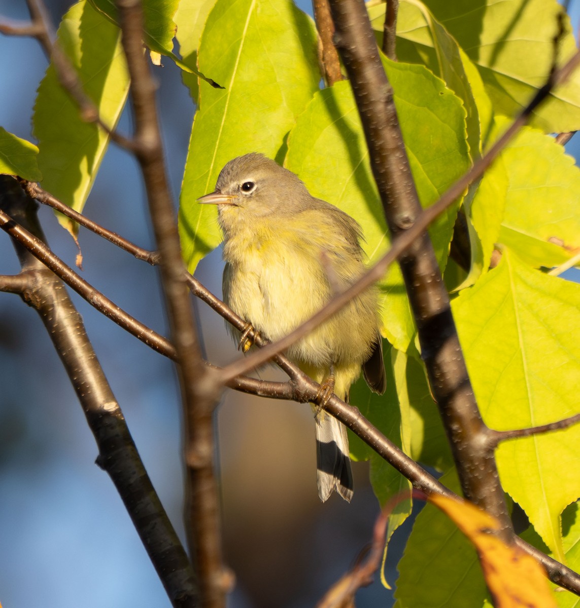 Orange-crowned Warbler - ML624547495