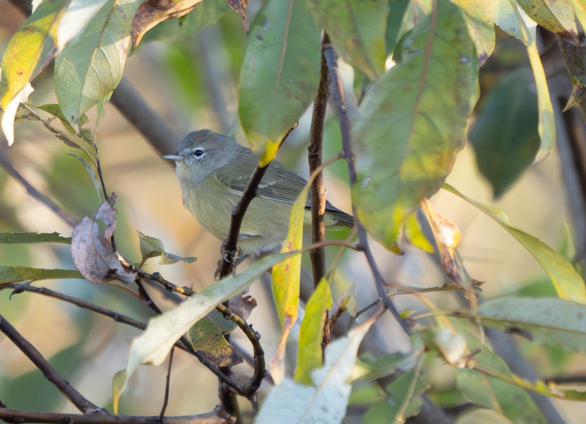 Orange-crowned Warbler - ML624547496