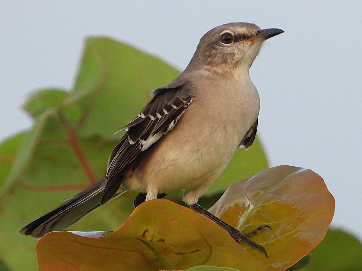 Northern Mockingbird - ML624547596