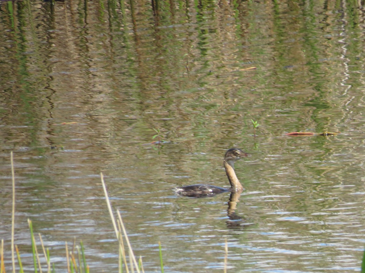 Pied-billed Grebe - ML624547605