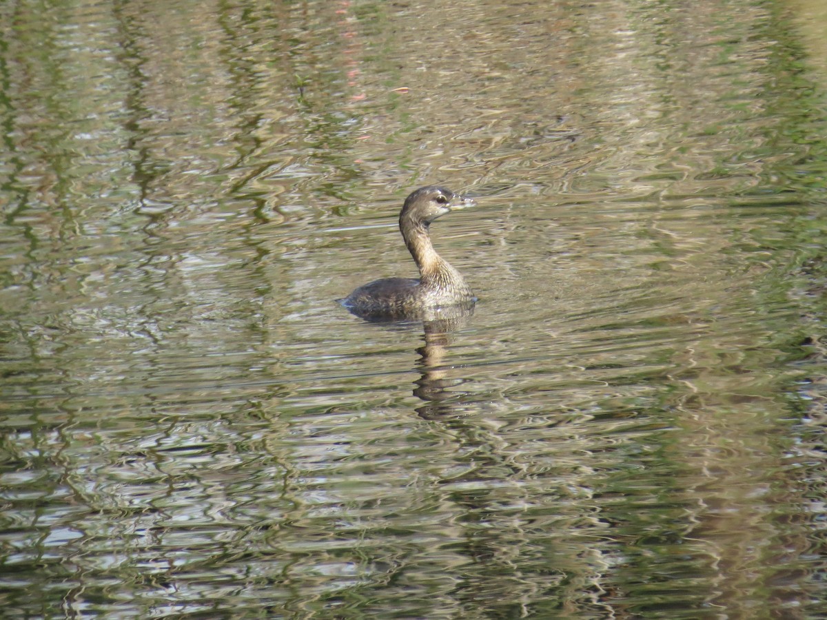 Pied-billed Grebe - ML624547606