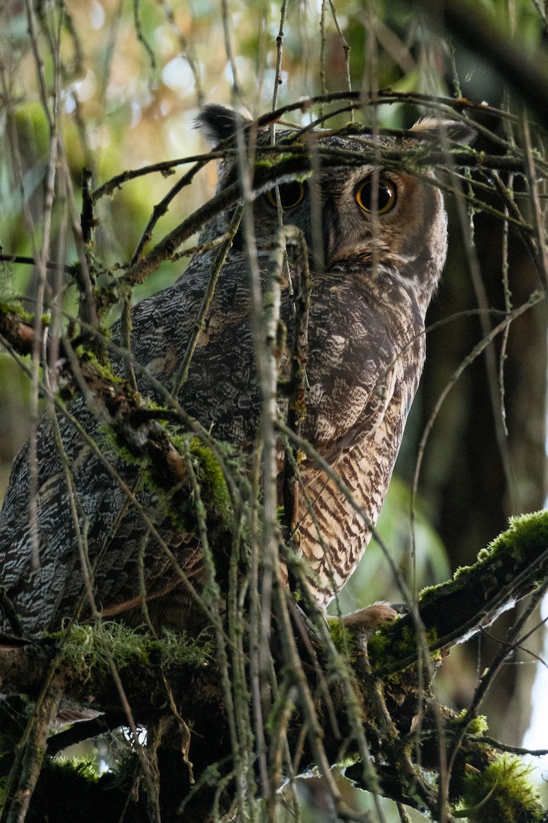 Great Horned Owl - ML624547629