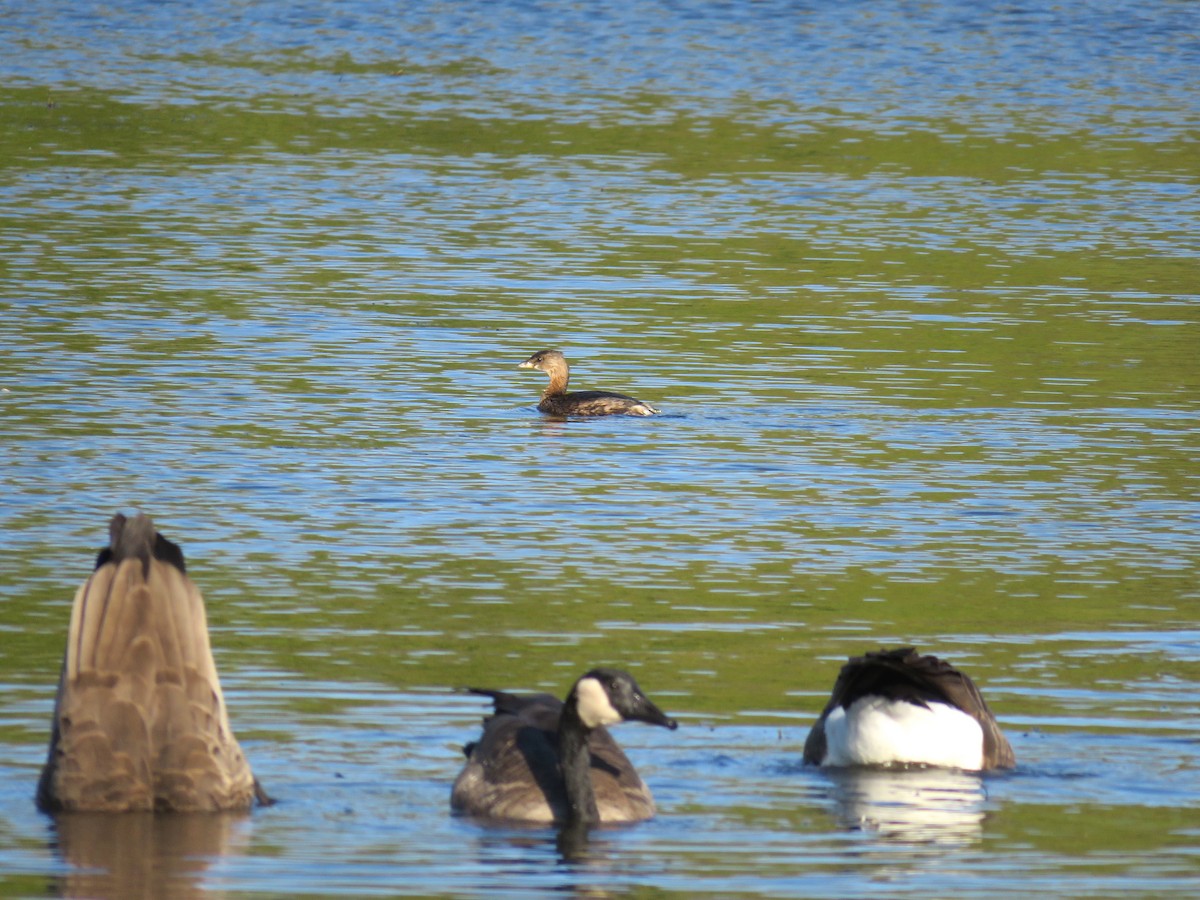 Pied-billed Grebe - ML624547654