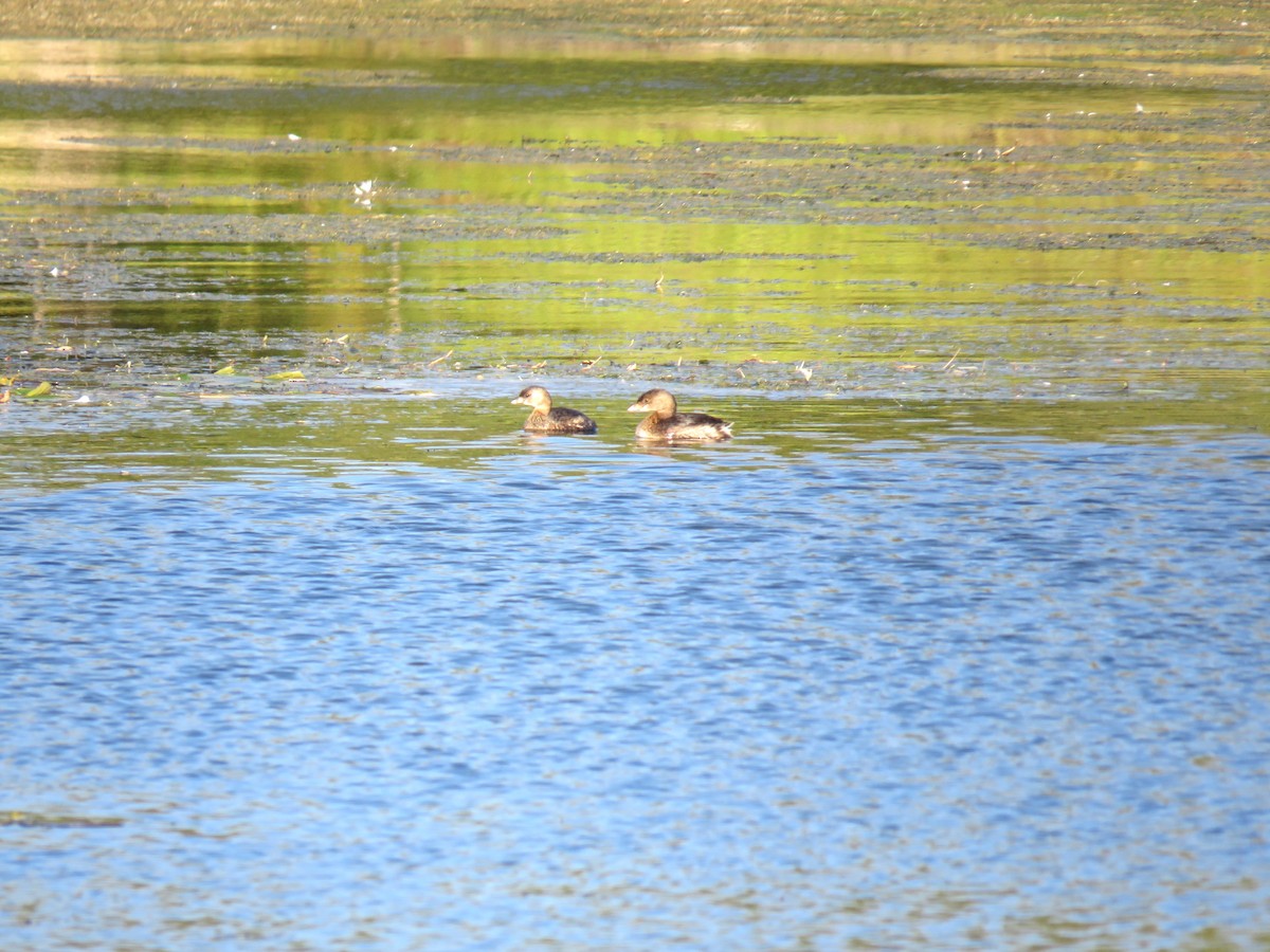 Pied-billed Grebe - ML624547655