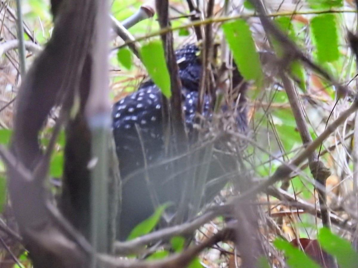Large-tailed Antshrike - ML624547662