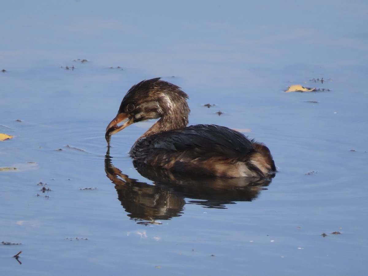 Pied-billed Grebe - ML624547673