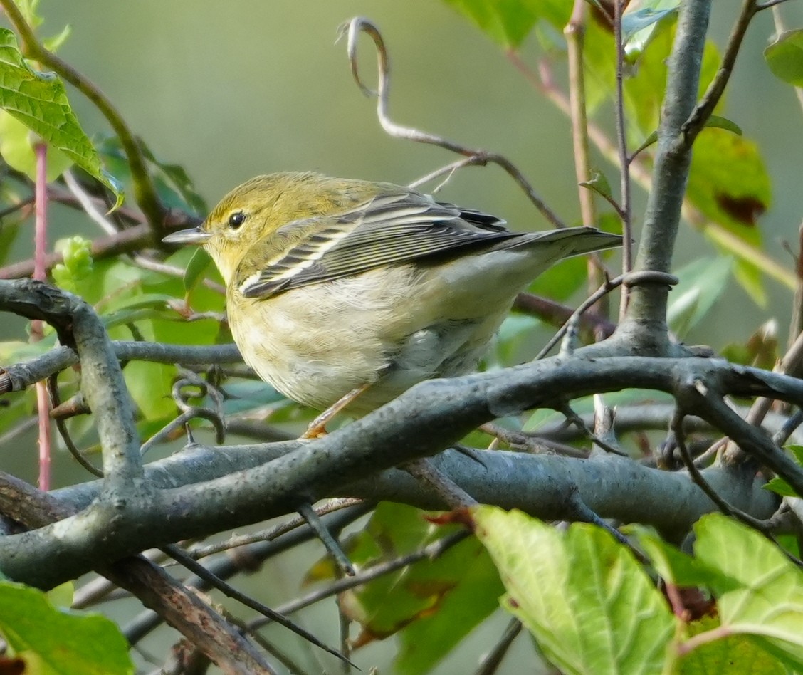 new world warbler sp. - ML624547690