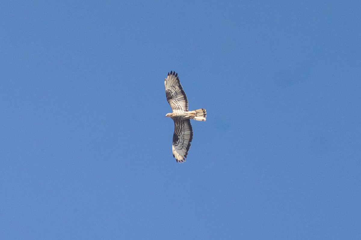 European Honey-buzzard - Oren Shatz