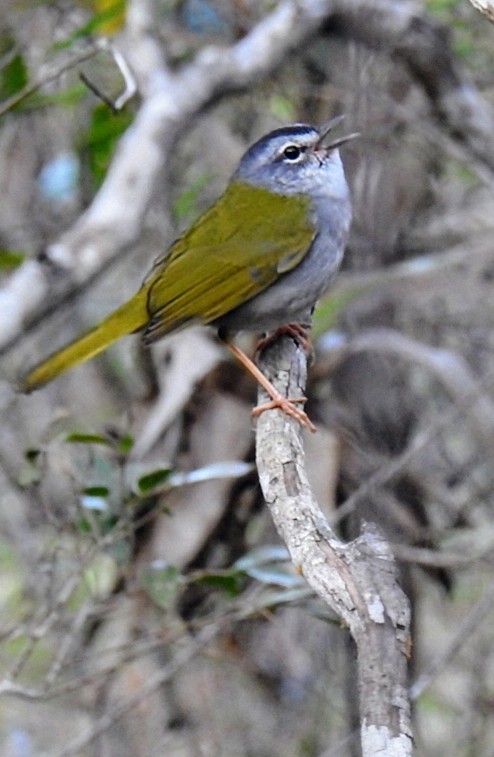 White-browed Warbler - ML624547697