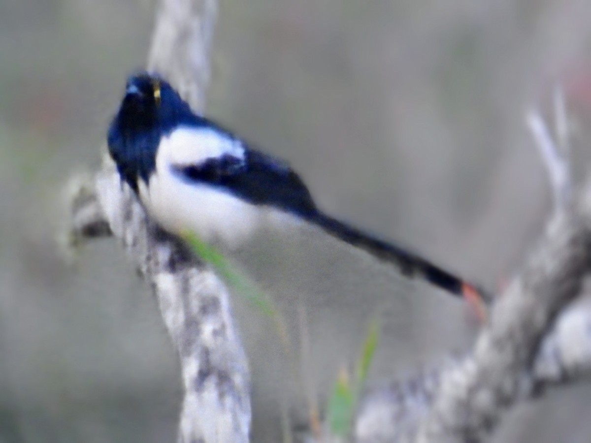 Magpie Tanager - ML624547702