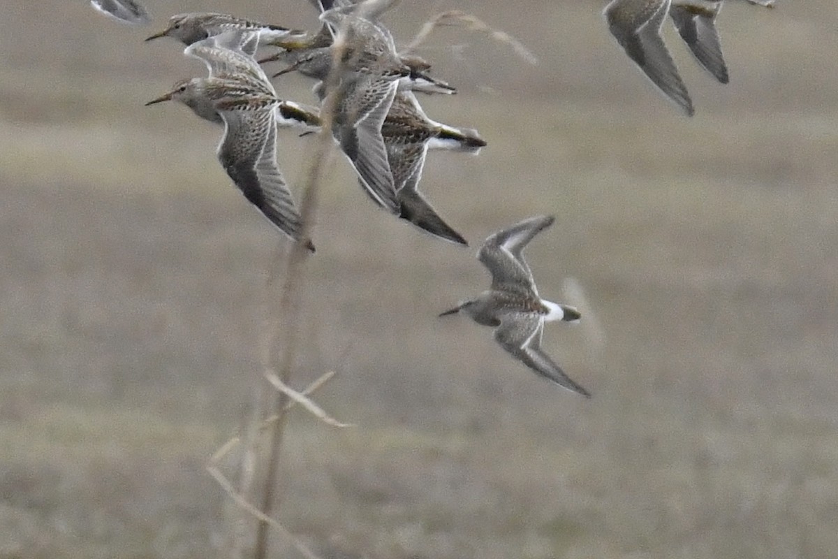 White-rumped Sandpiper - Laurent Bédard