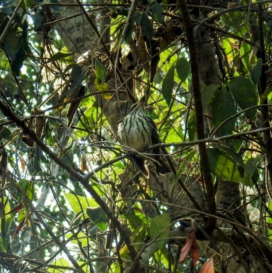 Streaked Flycatcher - ML624547732