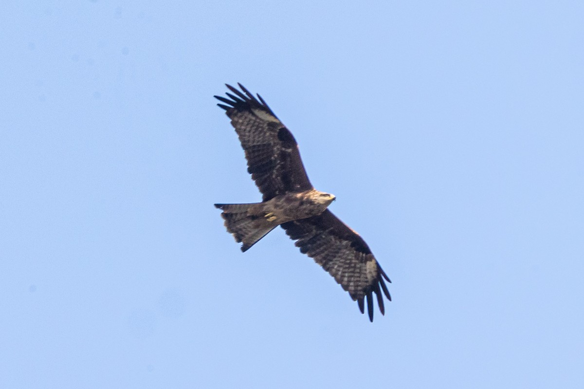 Black Kite - ML624547836