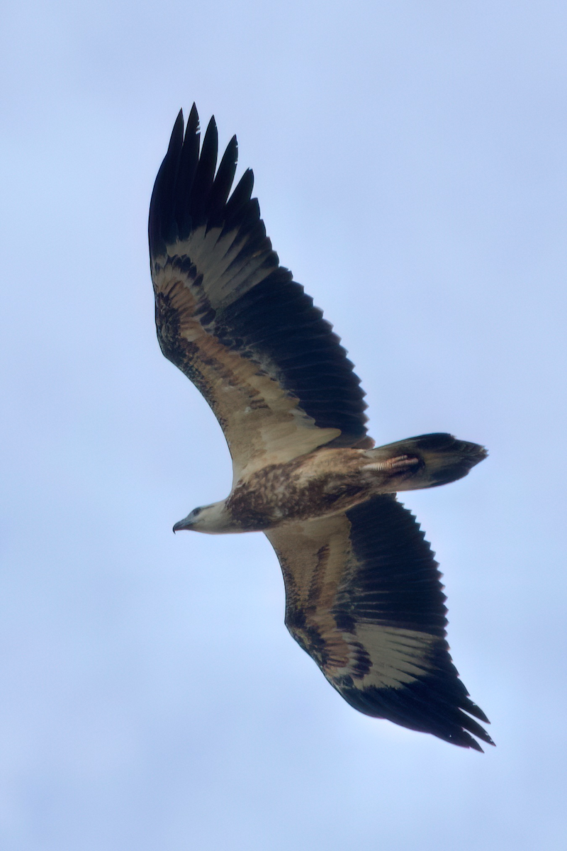 White-bellied Sea-Eagle - Pablo Alvarez Yanez