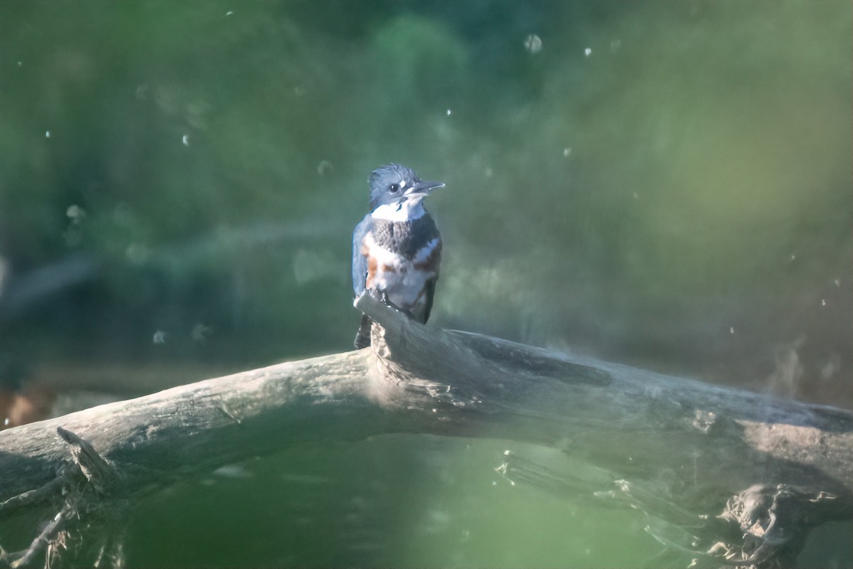 Belted Kingfisher - Cheryl Taylor