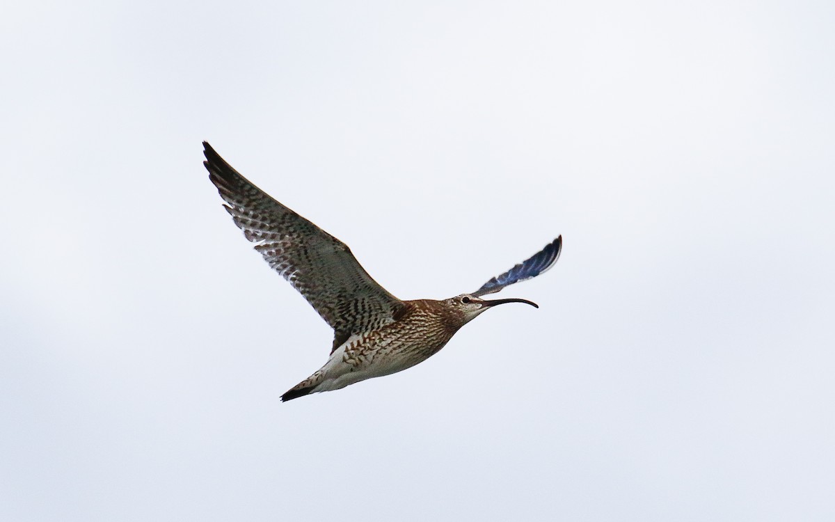 Whimbrel - Uku Paal