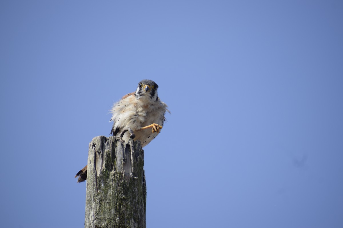 American Kestrel - Zila Muchari Sosa