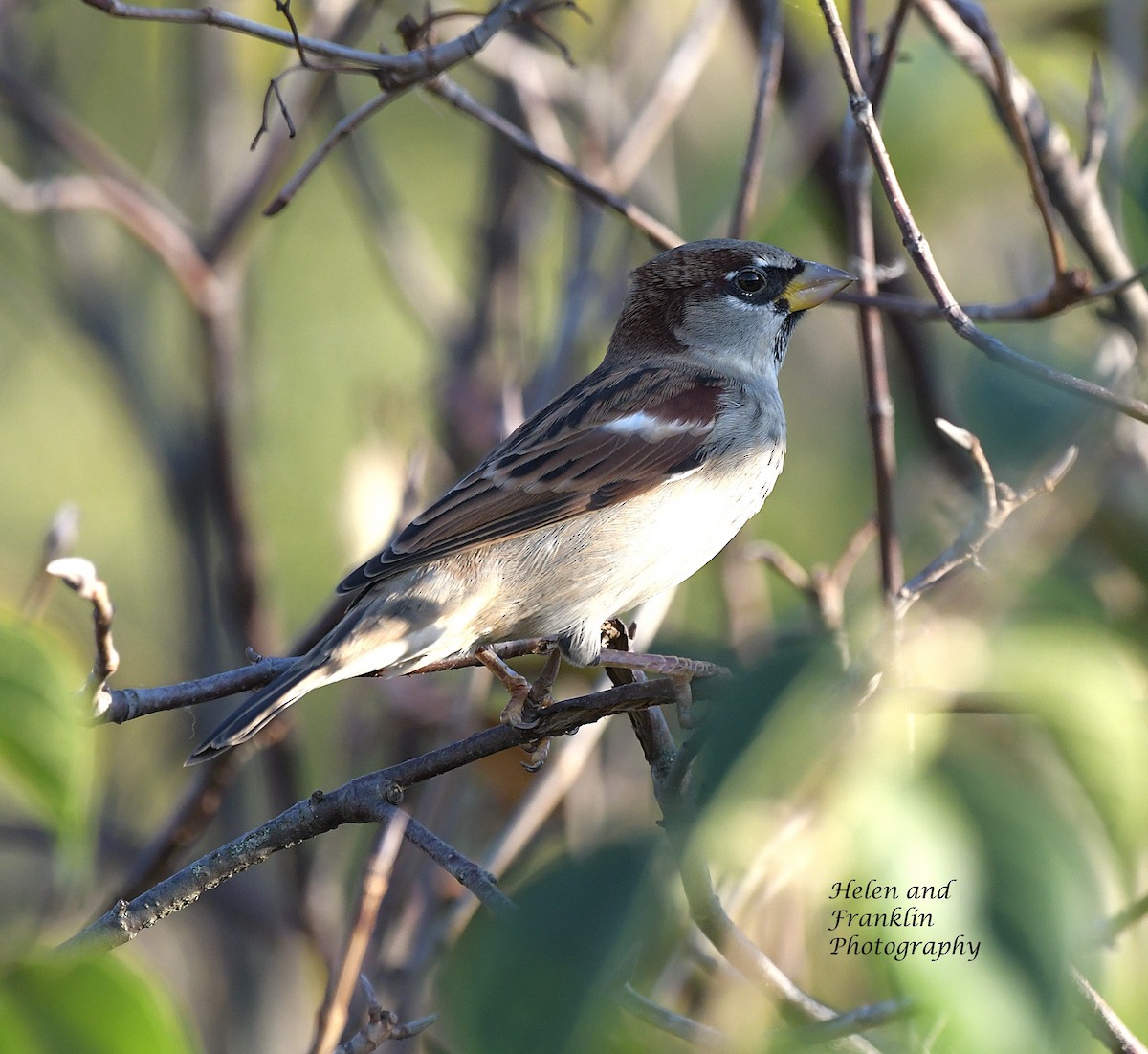 House Sparrow - ML624547911