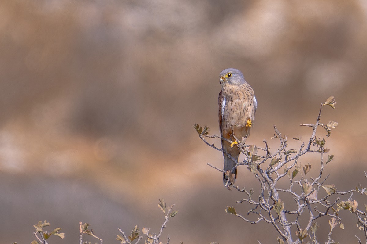 紅隼 - ML624547960