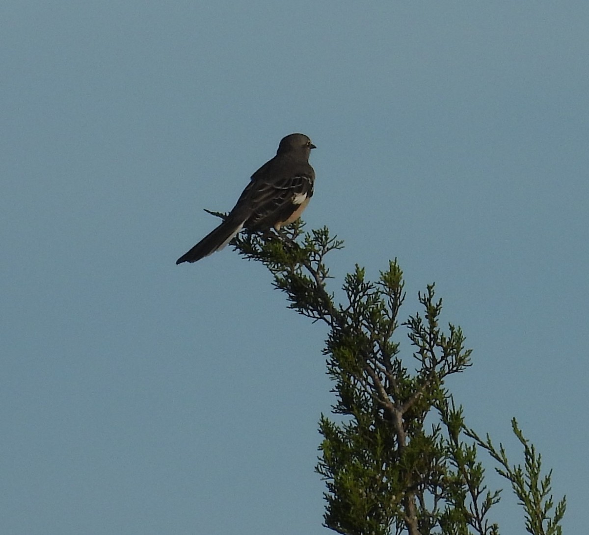 Northern Mockingbird - ML624548097