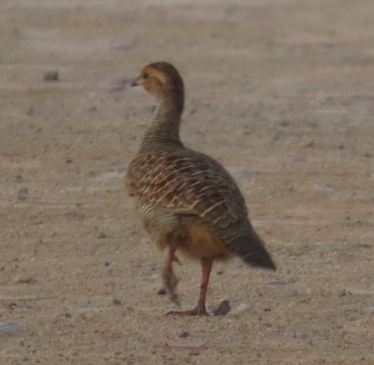 Gray Francolin - ML624548185