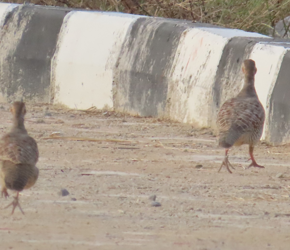 Gray Francolin - ML624548186