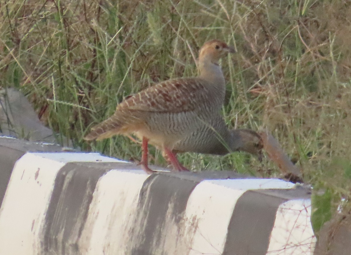 Gray Francolin - ML624548187