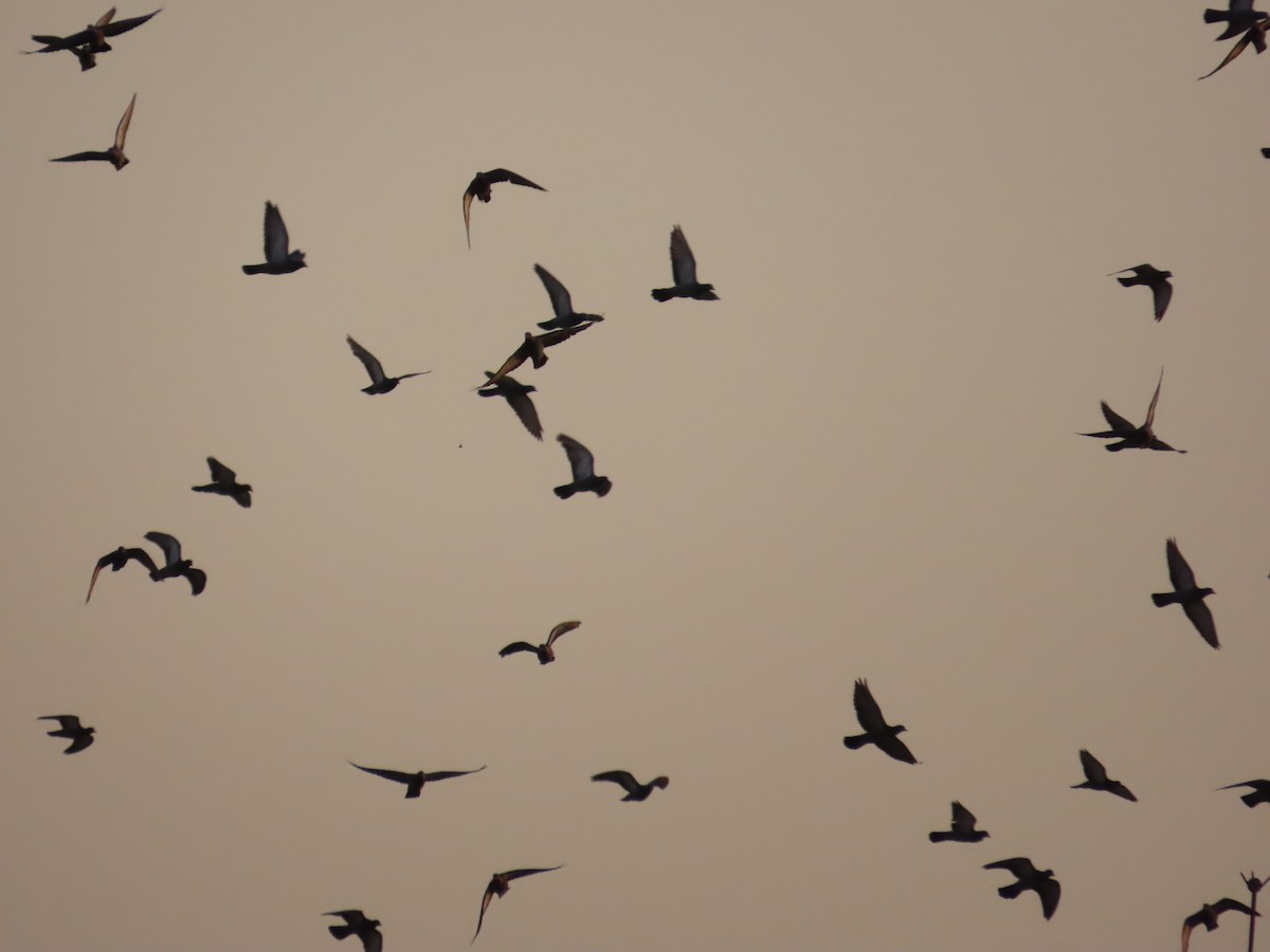 Rock Pigeon (Feral Pigeon) - Gargi Dalawat