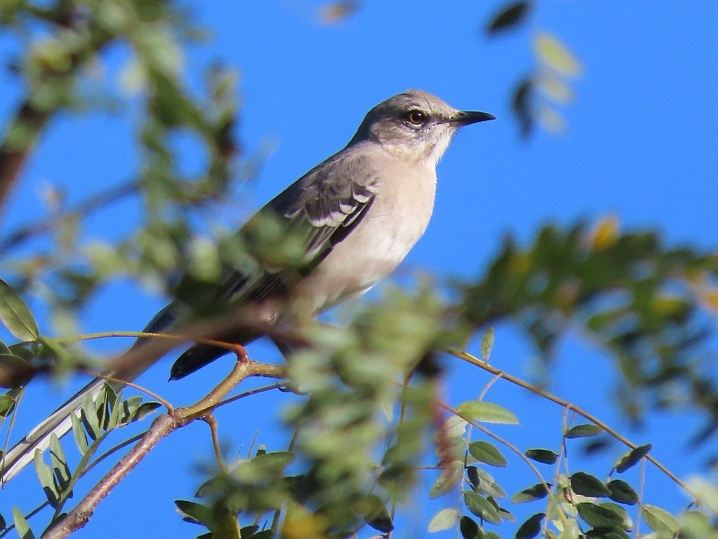 Northern Mockingbird - ML624548236