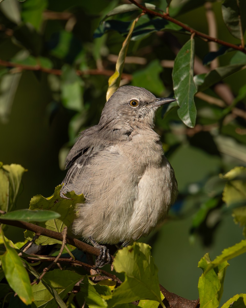 Northern Mockingbird - ML624548237