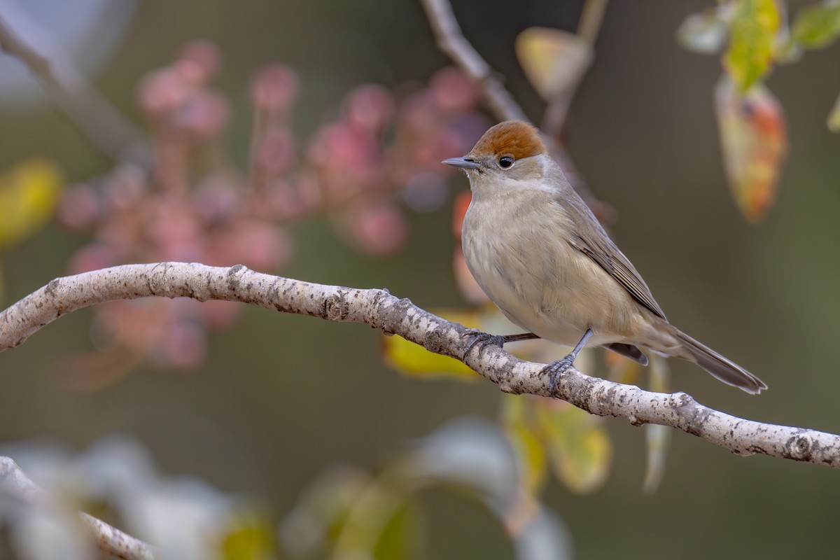 Eurasian Blackcap - ML624548245