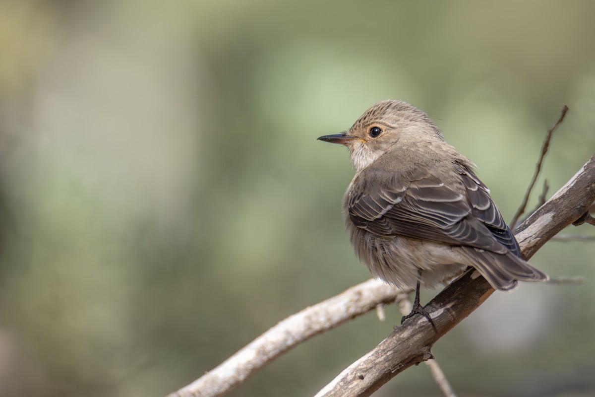 斑鶲 - ML624548268