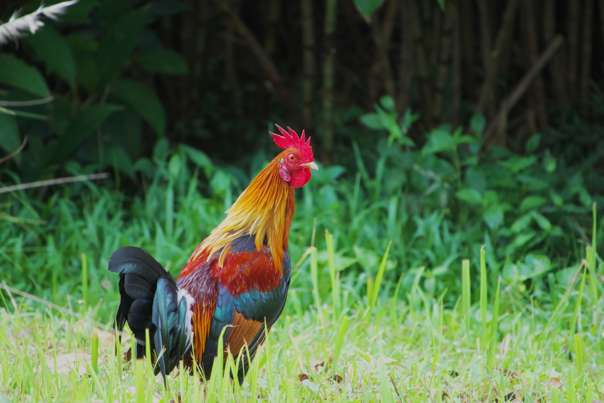 Red Junglefowl - ML624548292